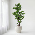 Elegant evergreen
