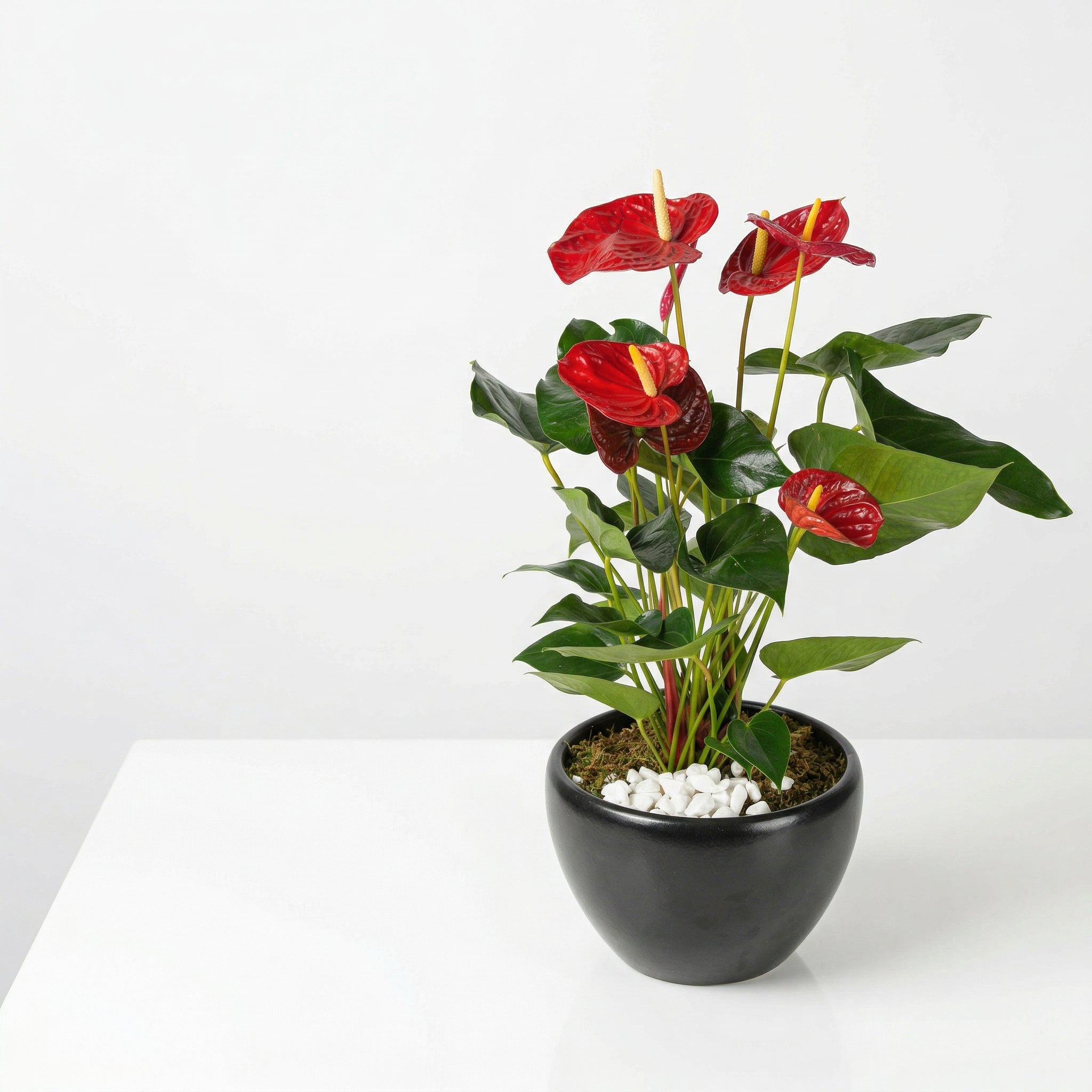 Anthurium
