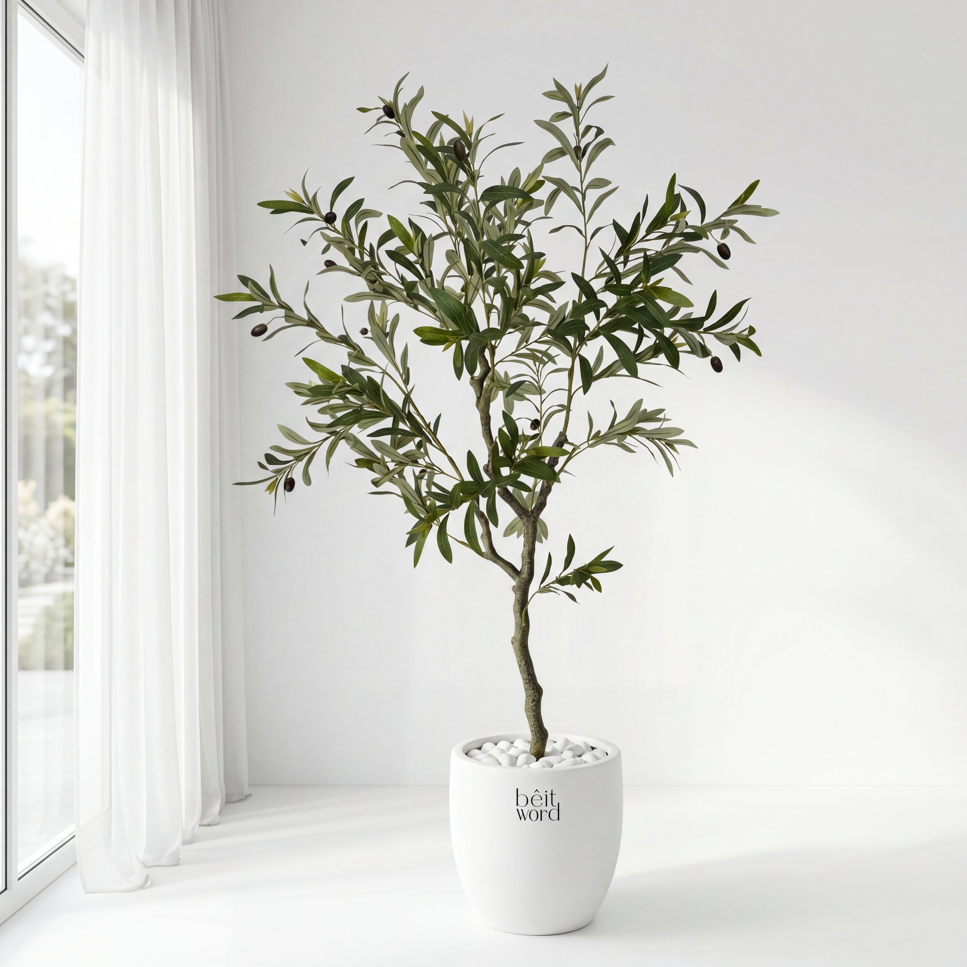 Olive tree