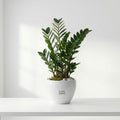 Zamia plant