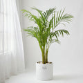 Areca Palm