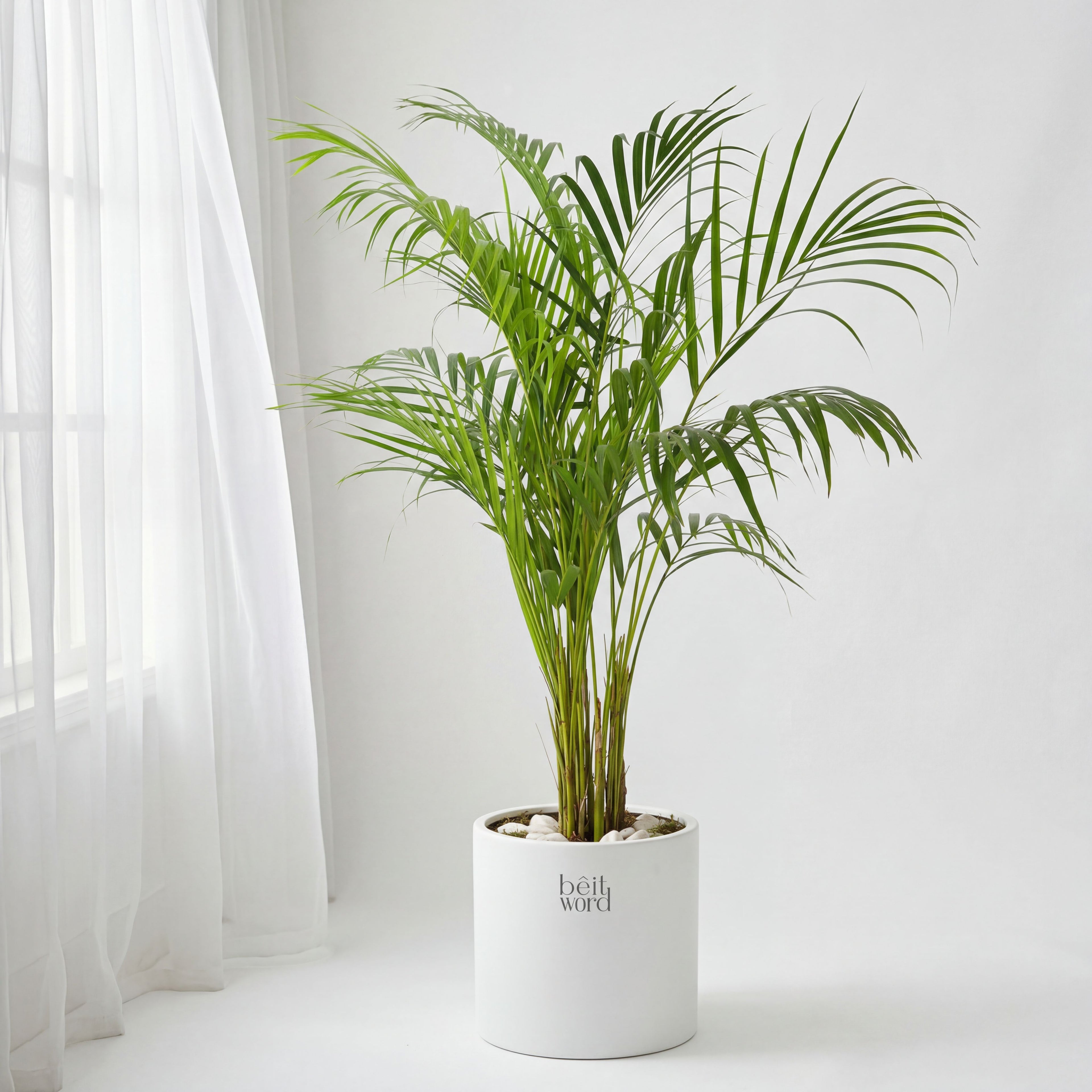 Areca Palm