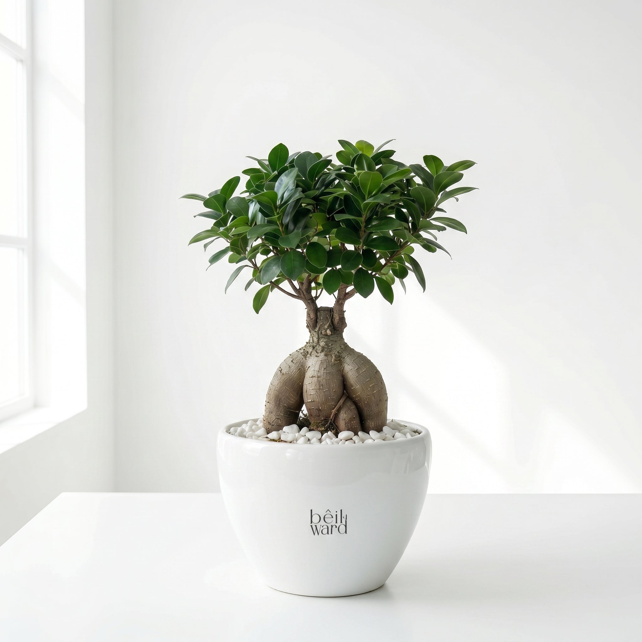 Bonsai tree