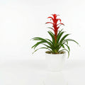 Guzmania