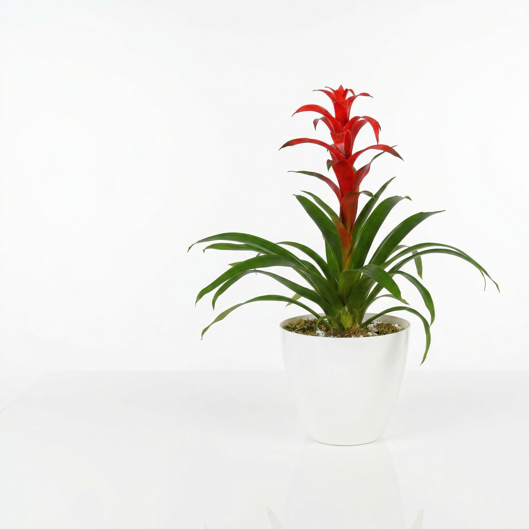 Guzmania