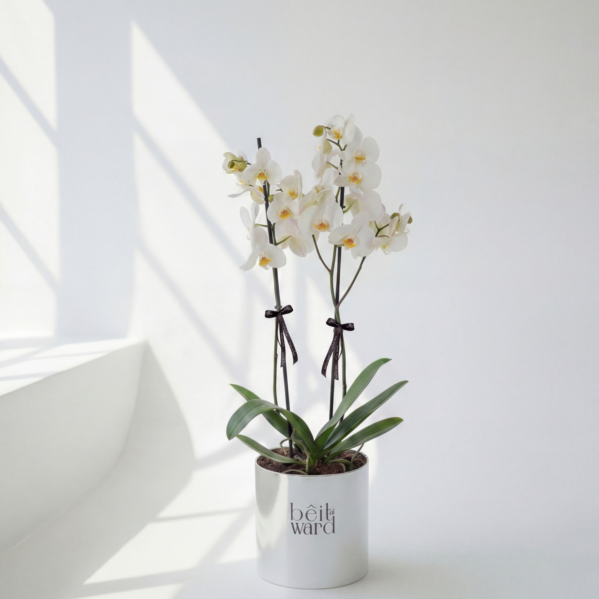 Orchid Love